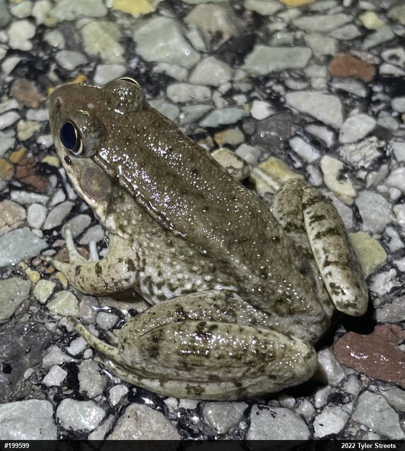 Green Frog