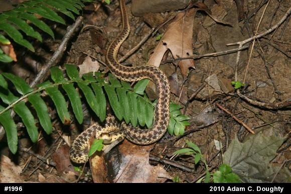 Eastern Gartersnake