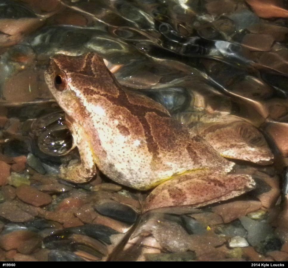 Spring Peeper