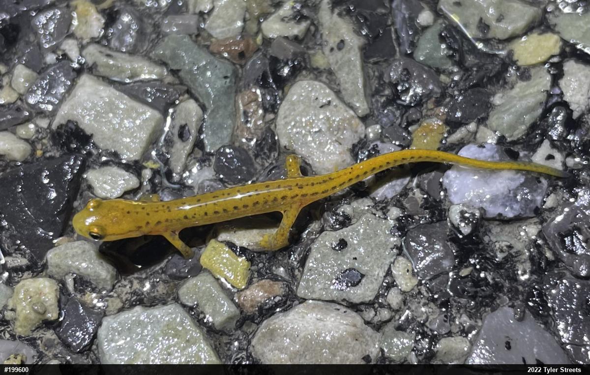 Eastern Long-tailed Salamander