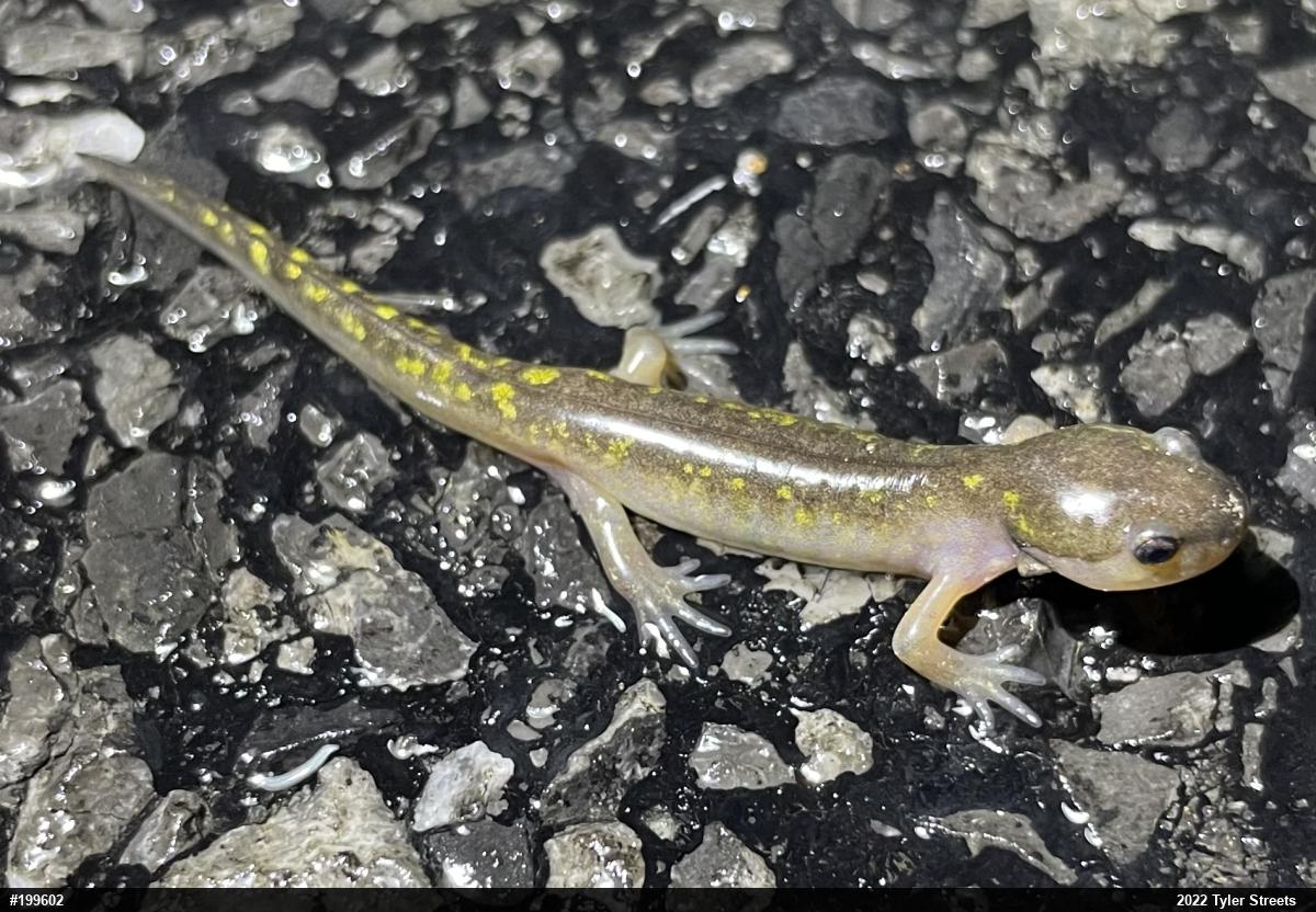 Spotted Salamander