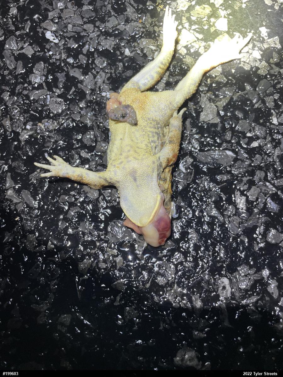 Eastern American Toad