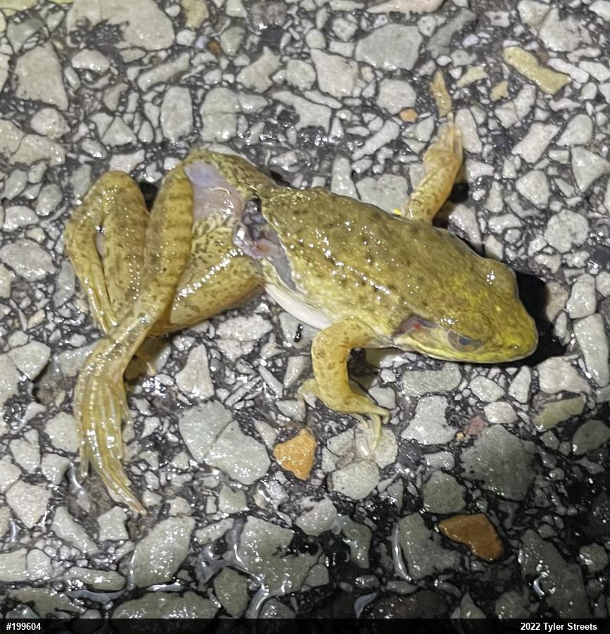 Green Frog