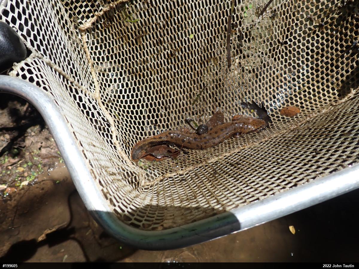 Common Mudpuppy