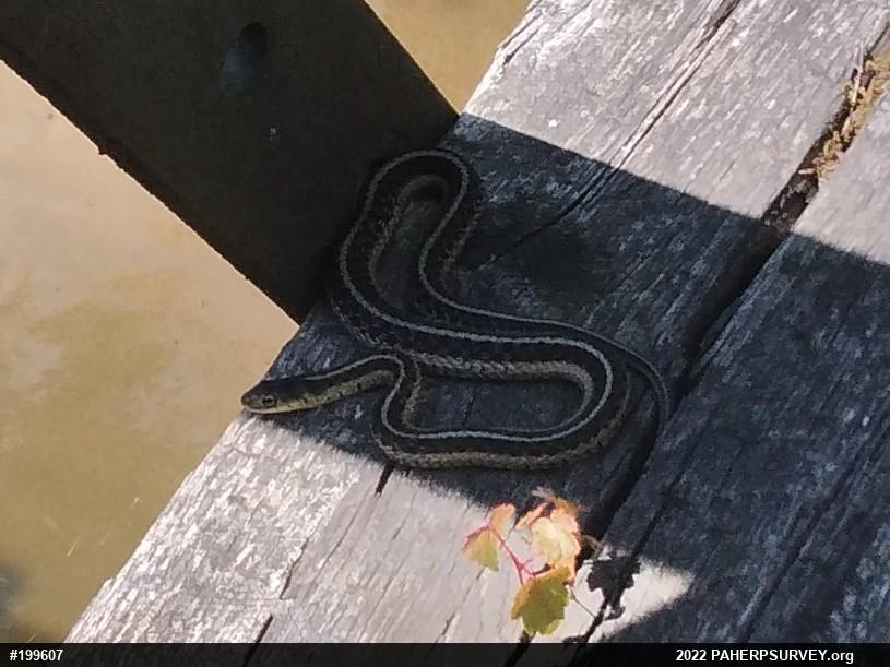 Eastern Gartersnake