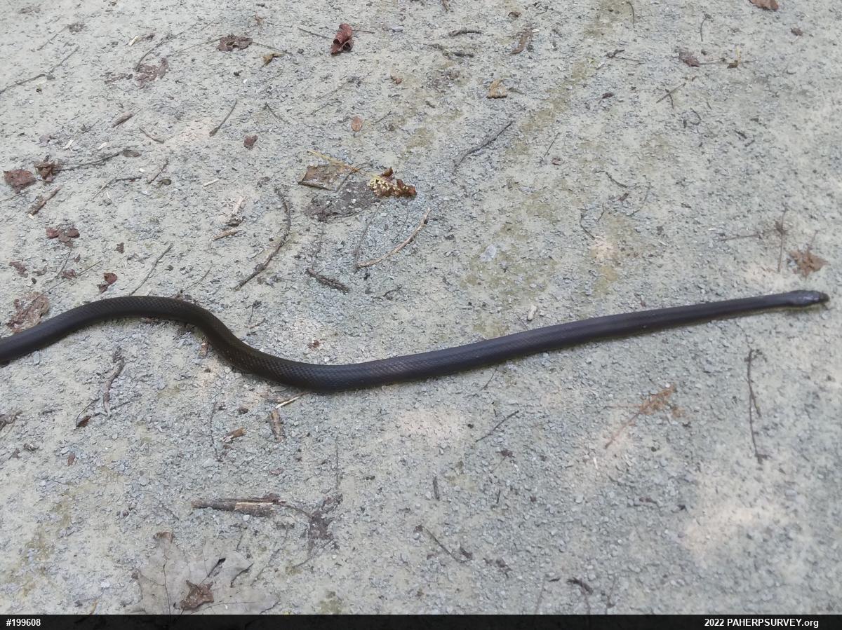 Eastern Ratsnake