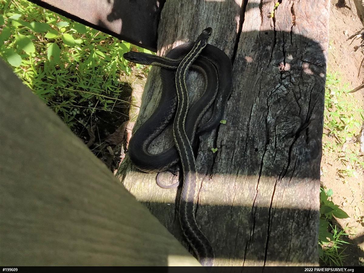 Eastern Gartersnake