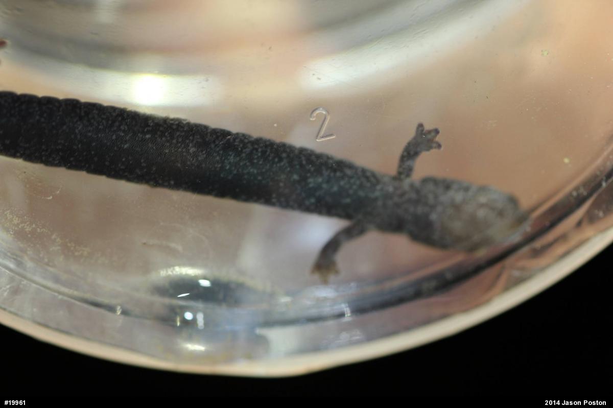 Northern Ravine Salamander