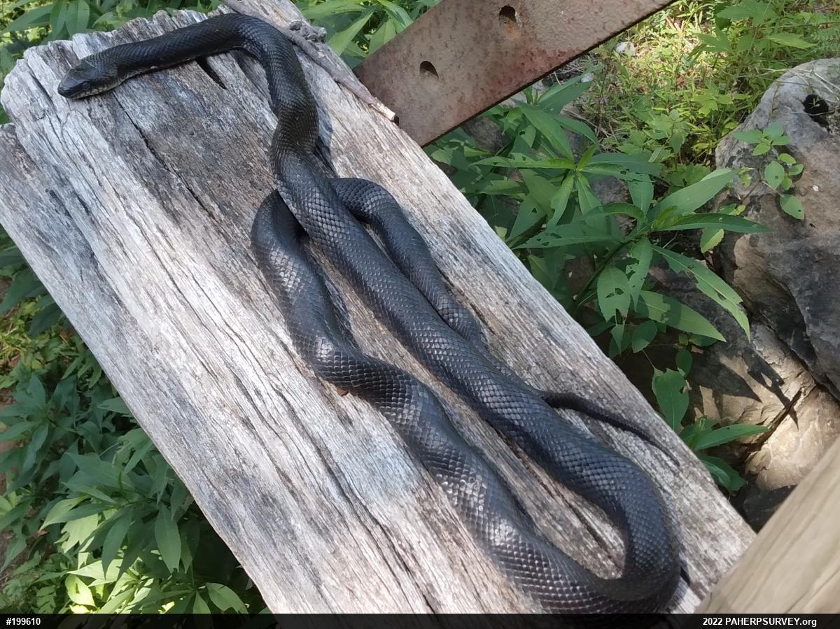 Eastern Ratsnake