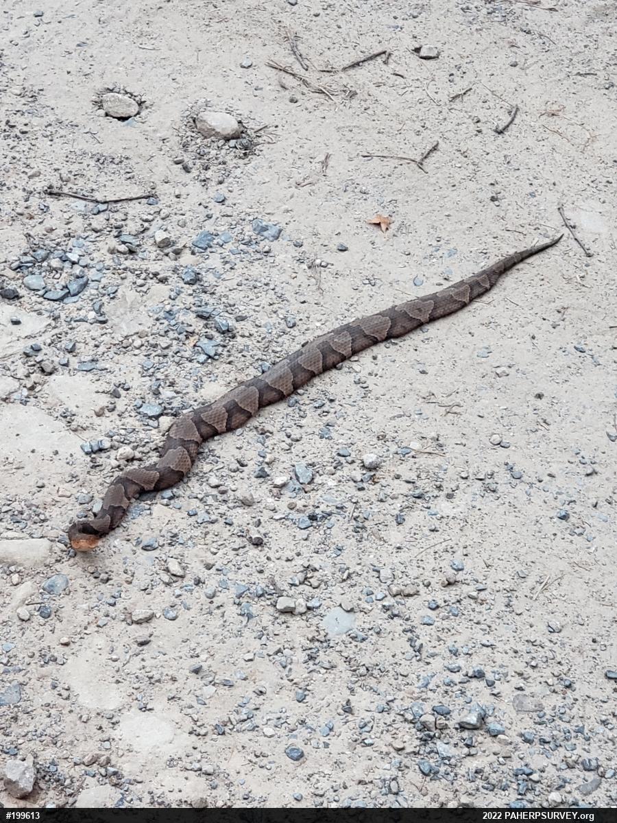 Northern Copperhead