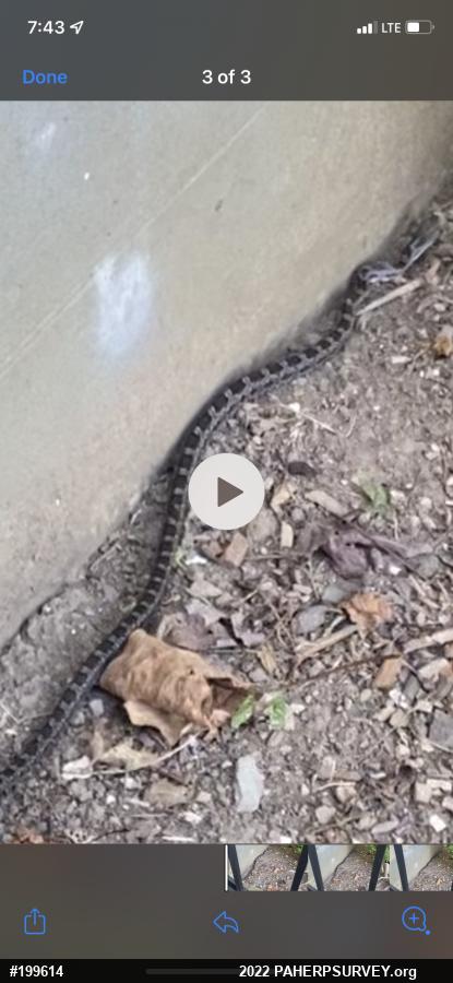 Eastern Ratsnake
