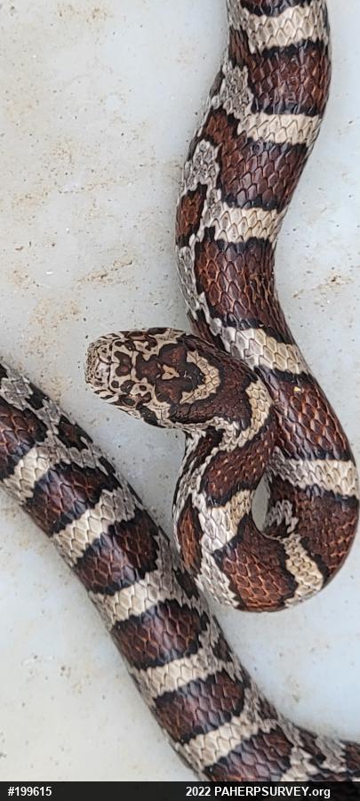 Eastern Milksnake