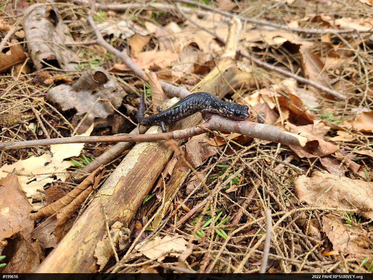 Northern Slimy Salamander