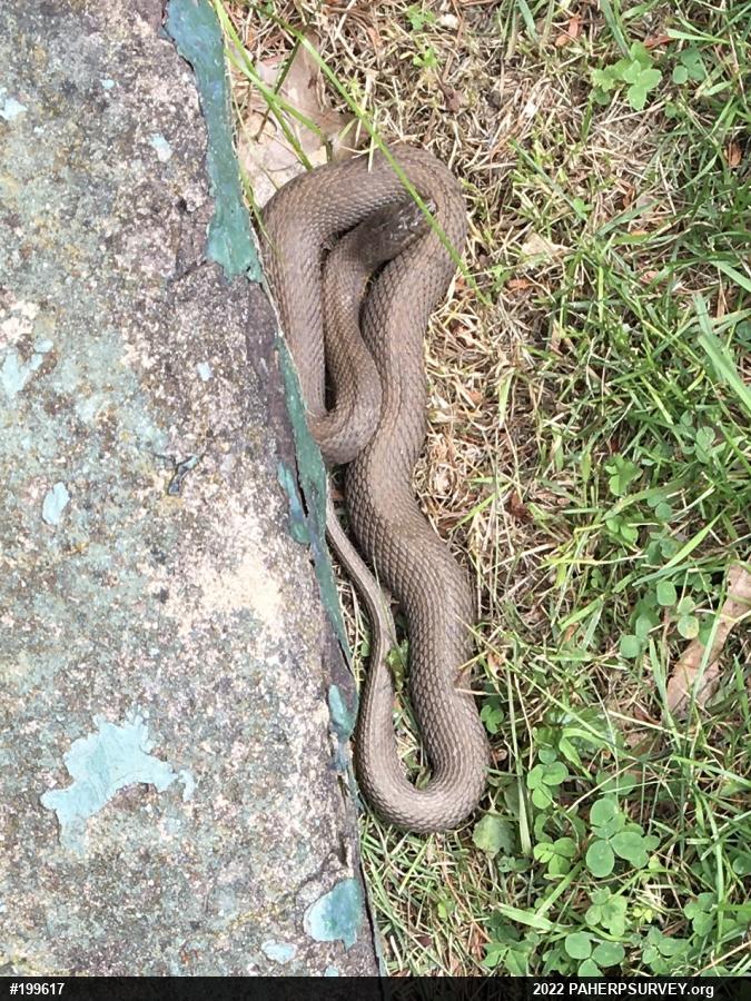 Northern Watersnake