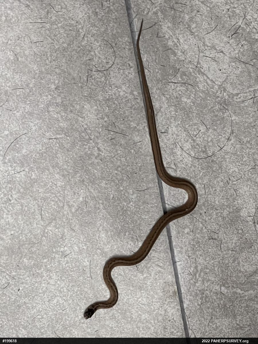 Dekay's Brownsnake