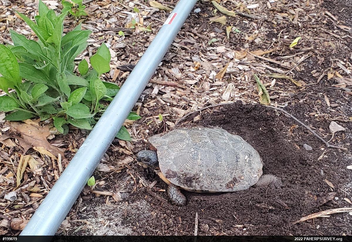 Wood Turtle