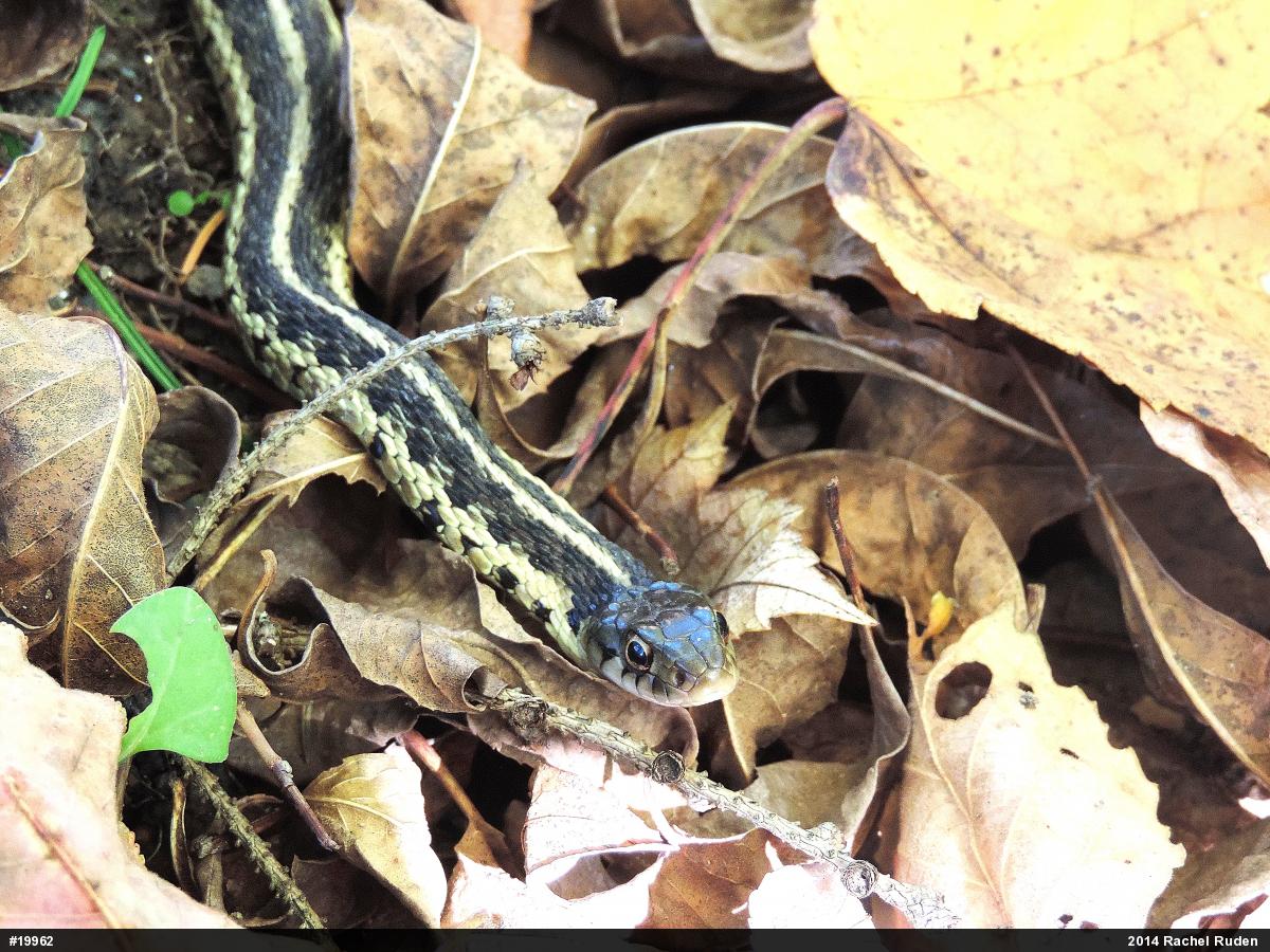 Eastern Gartersnake