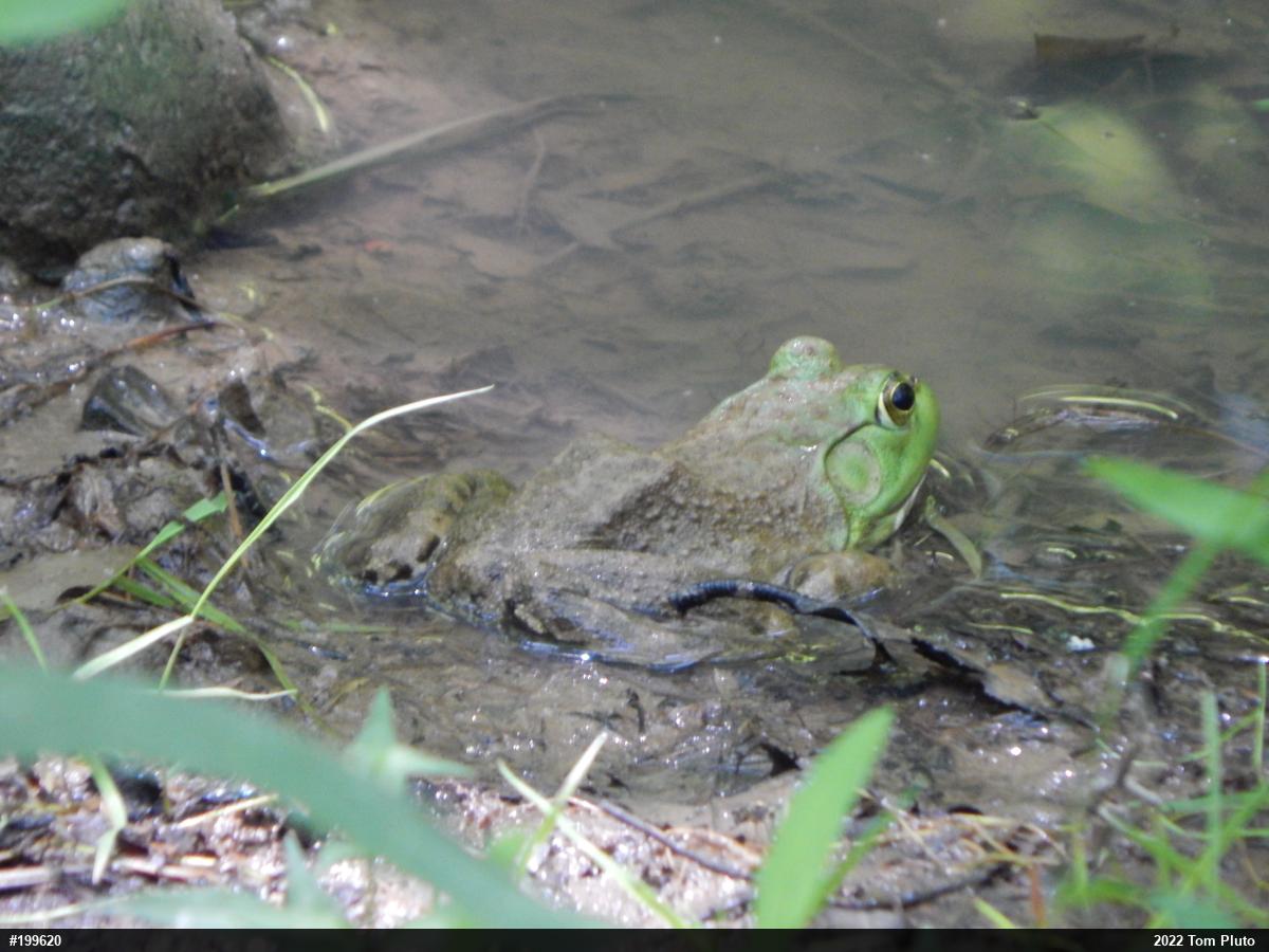 American Bullfrog