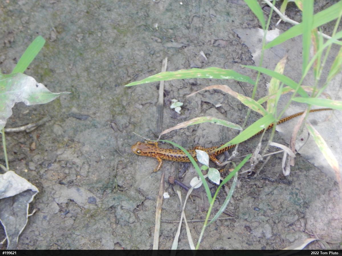 Eastern Long-tailed Salamander