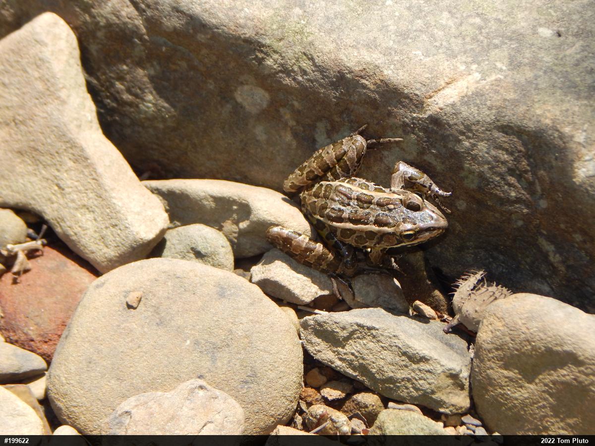 Pickerel Frog