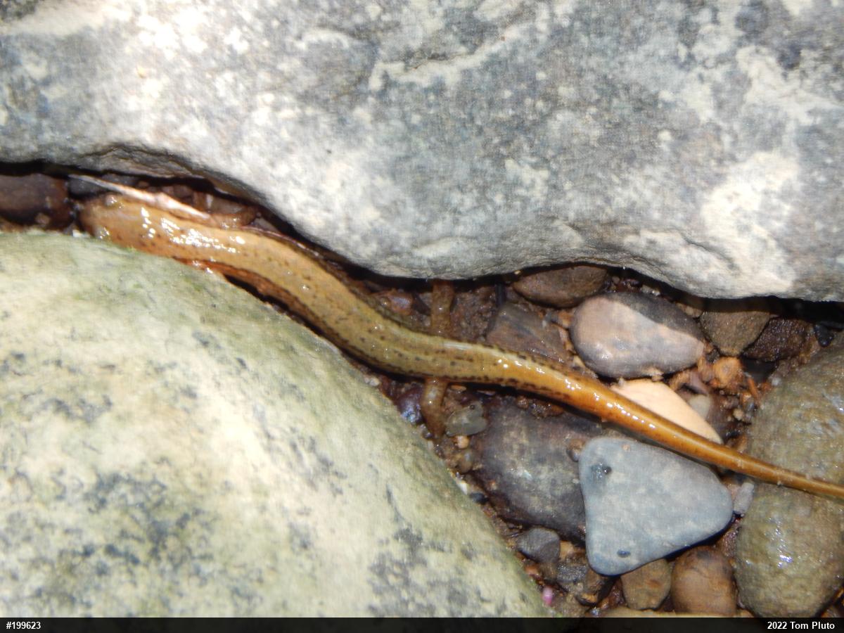 Northern Two-lined Salamander