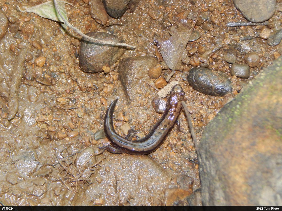 Allegheny Mountain Dusky Salamander