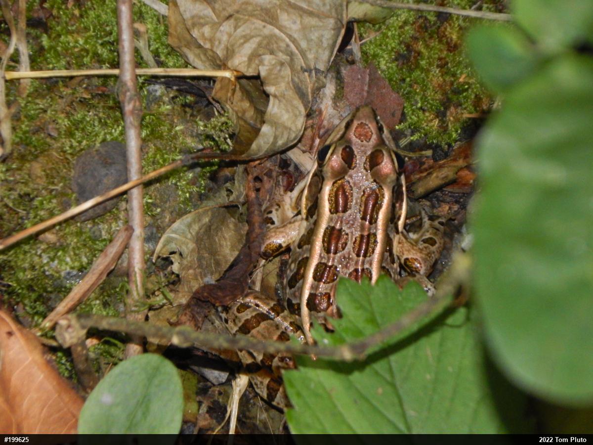Pickerel Frog