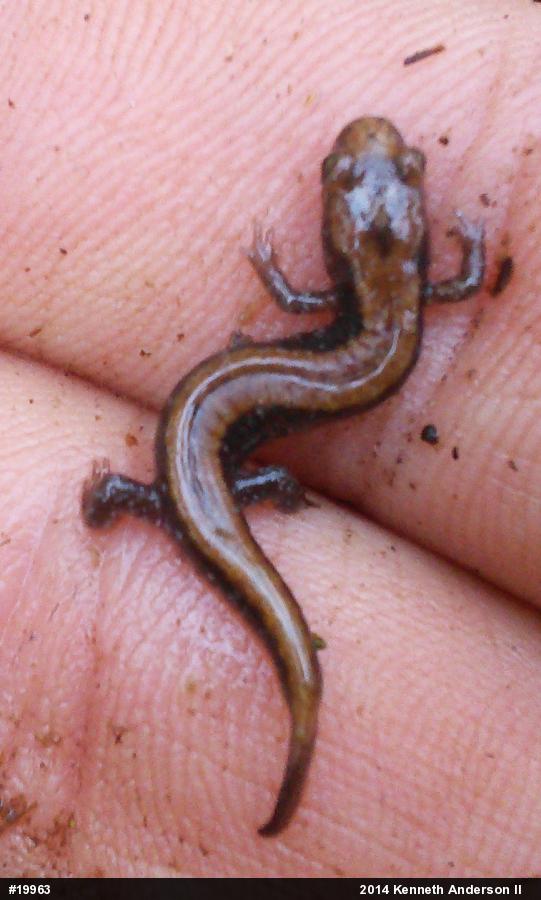 Allegheny Mountain Dusky Salamander