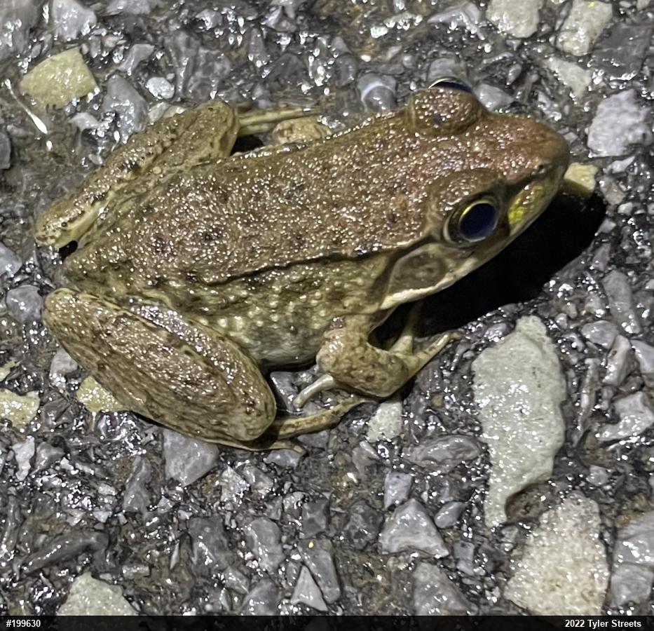 Green Frog