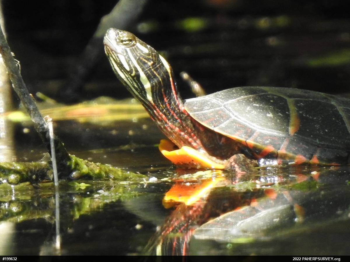 Eastern Painted Turtle