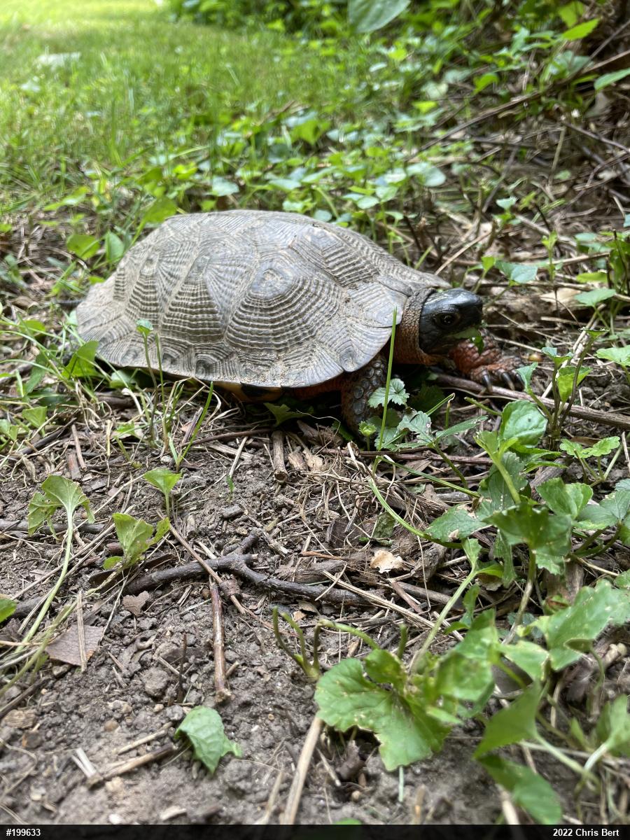 Wood Turtle