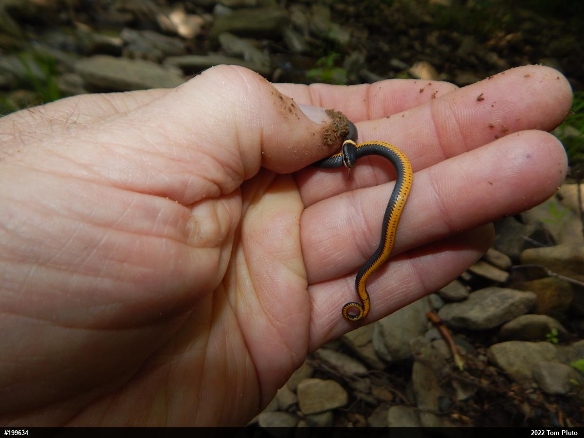 Northern Ring-necked Snake