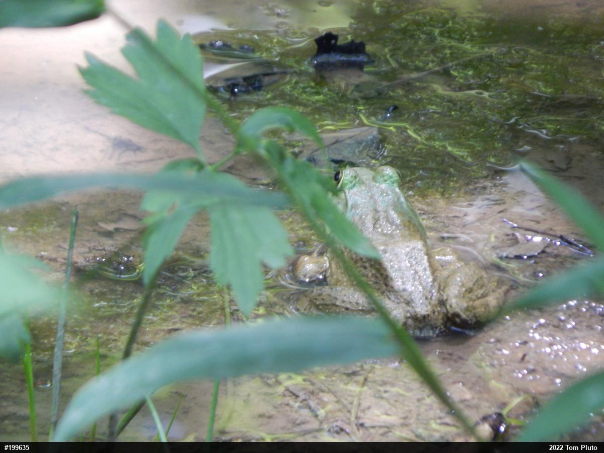 American Bullfrog