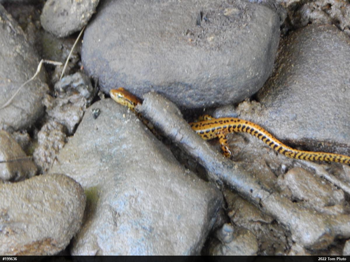 Eastern Long-tailed Salamander