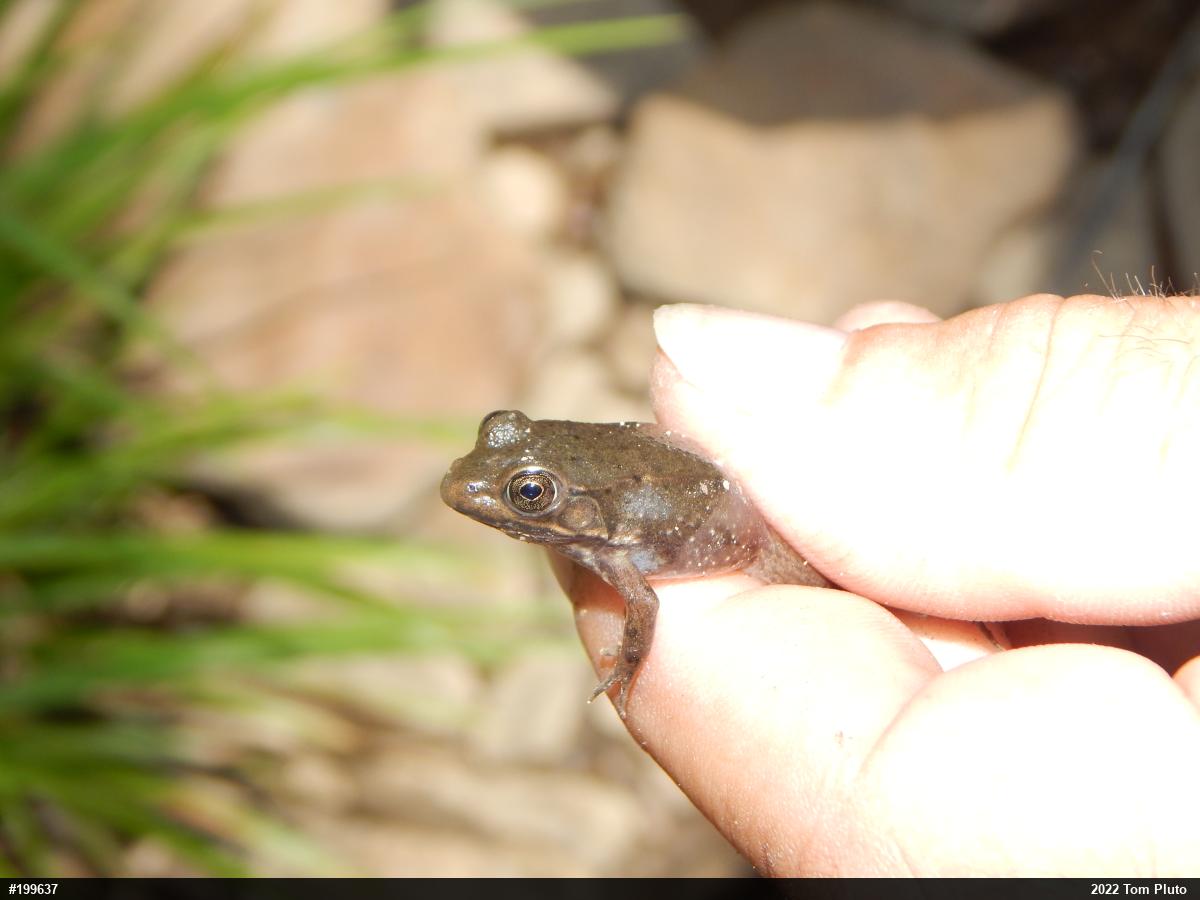 Green Frog