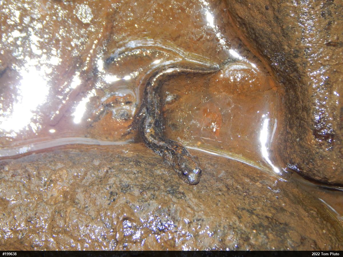 Northern Dusky Salamander