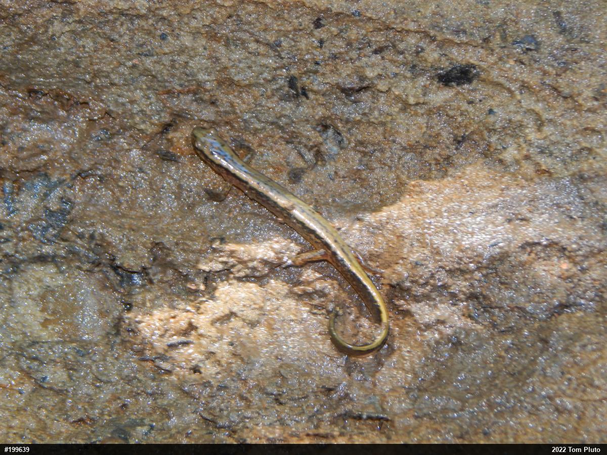 Northern Two-lined Salamander