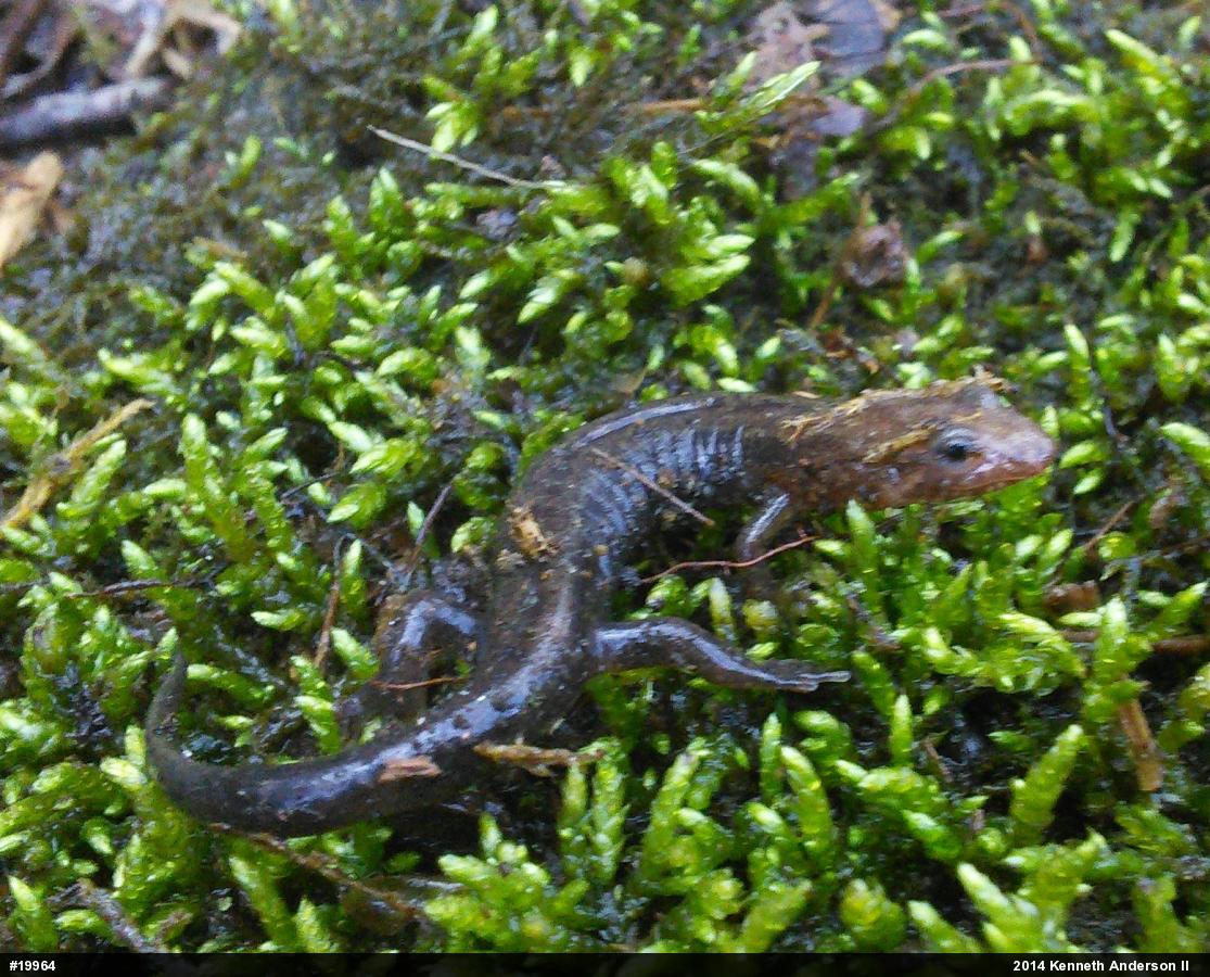 Allegheny Mountain Dusky Salamander