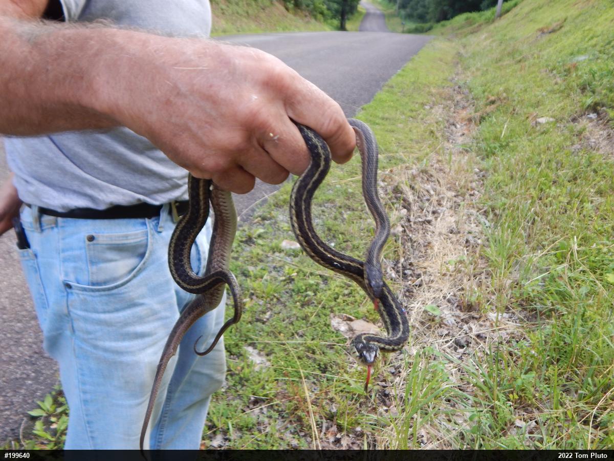 Eastern Gartersnake