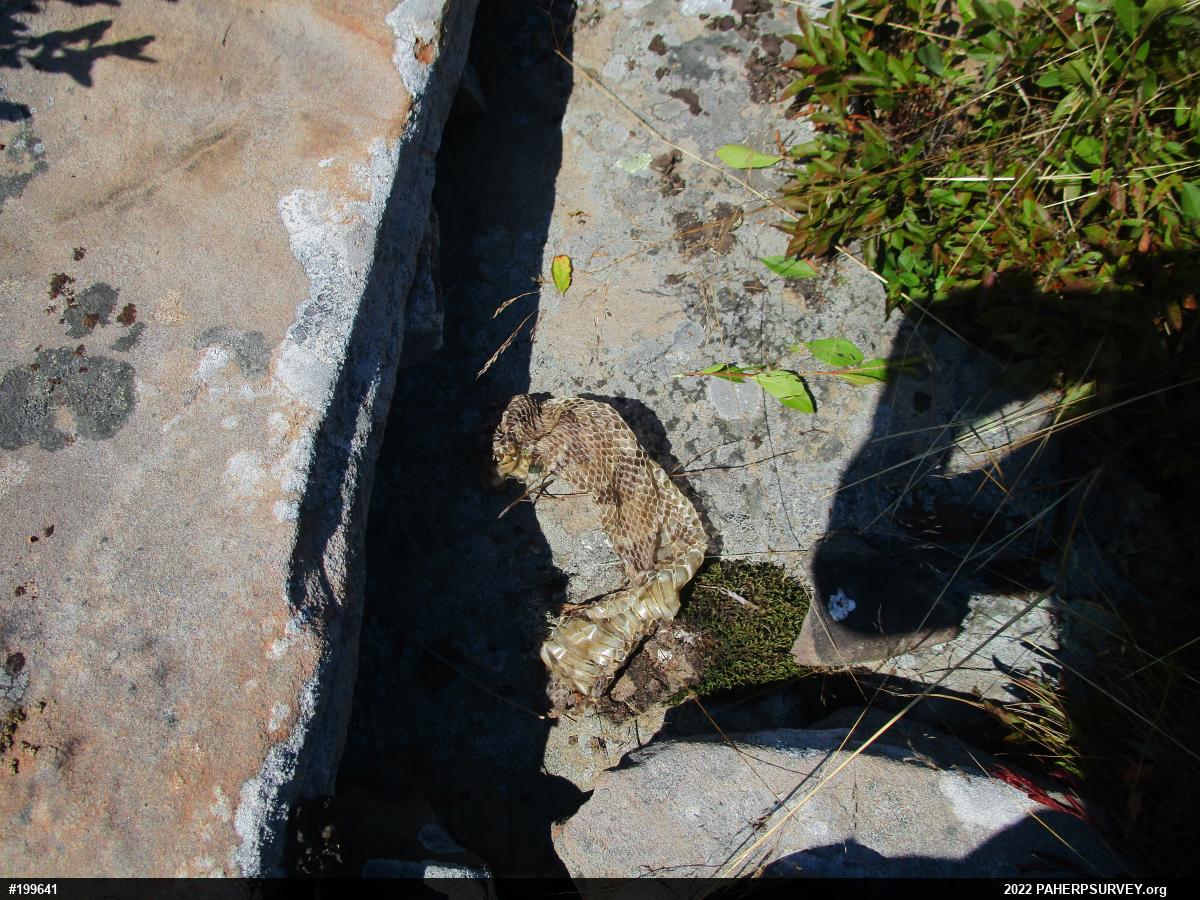 Timber Rattlesnake