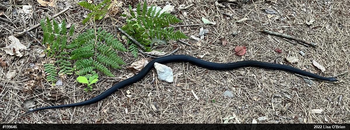Eastern Ratsnake