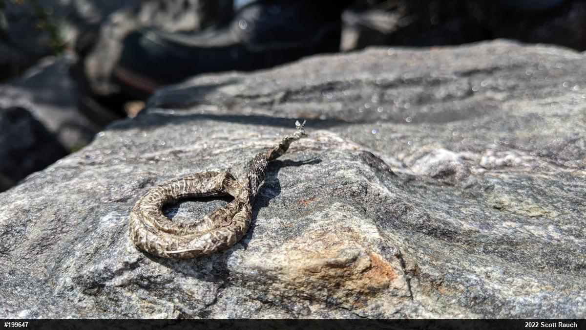 Northern Watersnake