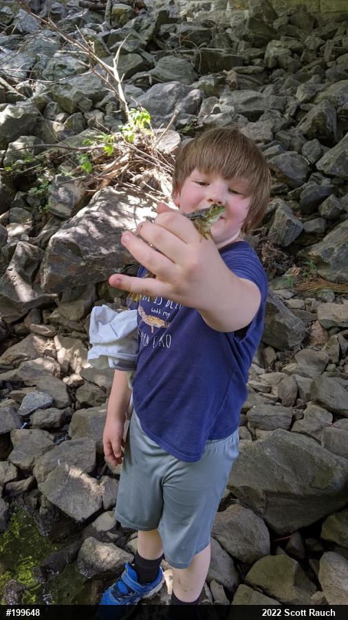 American Bullfrog