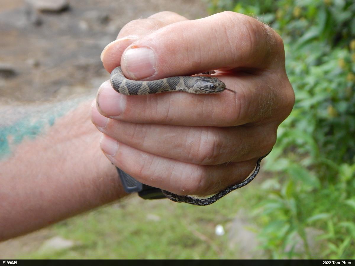 Northern Watersnake