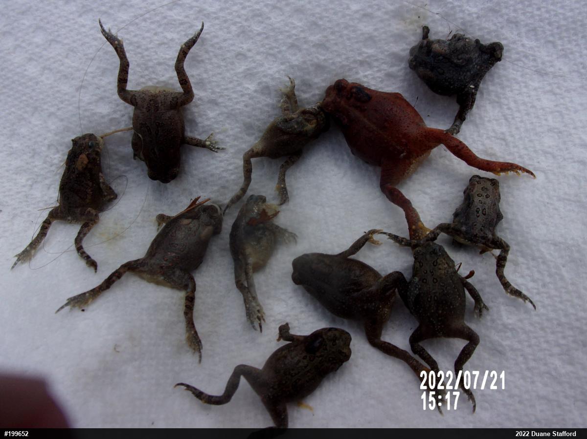 Eastern American Toad