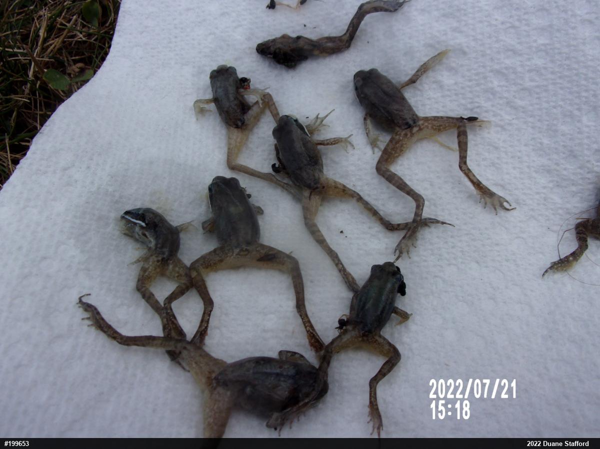 Wood Frog