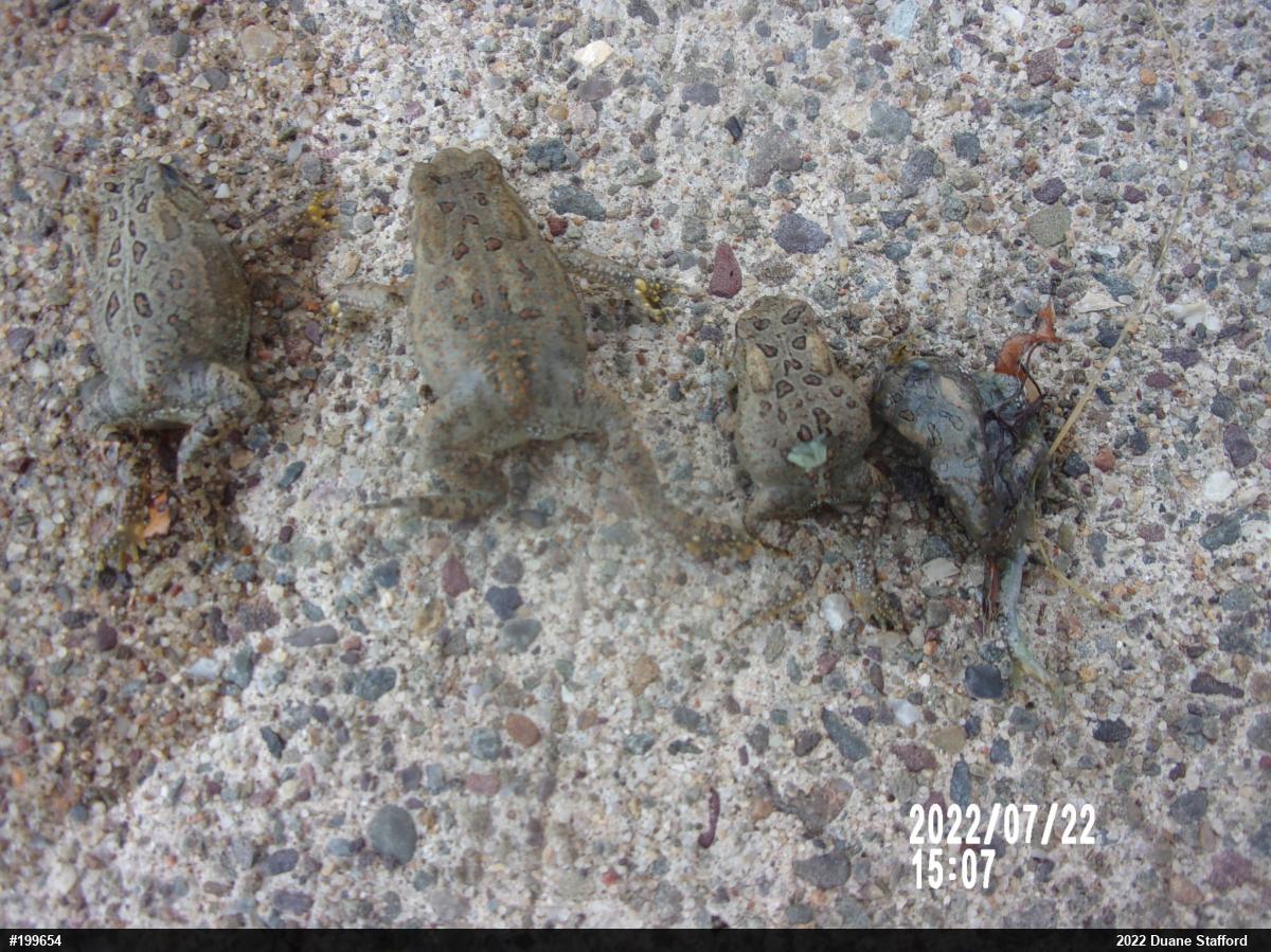 Eastern American Toad