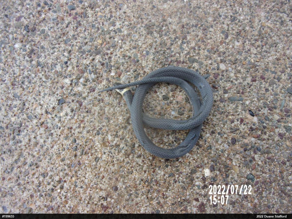 Northern Ring-necked Snake