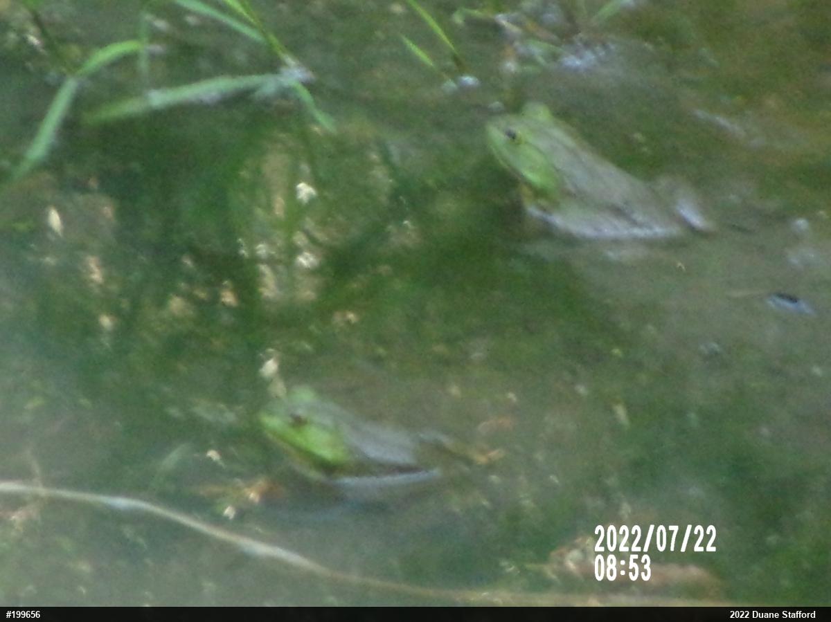 American Bullfrog