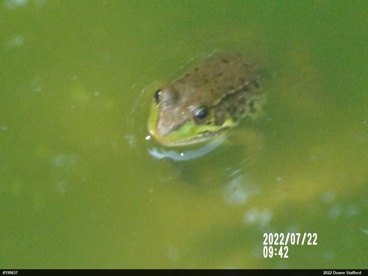 Green Frog